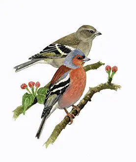 Coelebs: Common Chaffinch