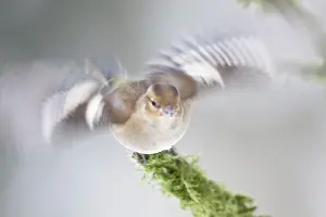 Kreis: Common Chaffinch