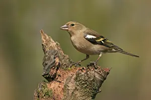 Coelebs: Common Chaffinch