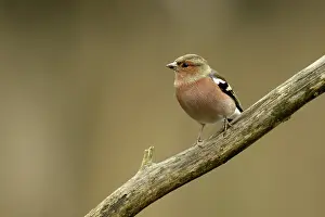 Tranch: Common Chaffinch