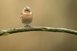 Tranch: Common Chaffinch