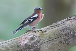 Coelebs: Common Chaffinch