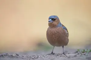 Coelebs: Common Chaffinch