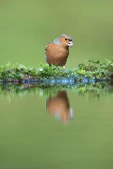Galloway: Common Chaffinch