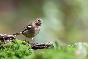 Coelebs: Common Chaffinch