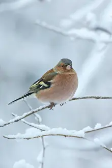Coelebs: Common Chaffinch