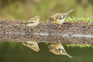 Lemelerberg: Common Chaffinch