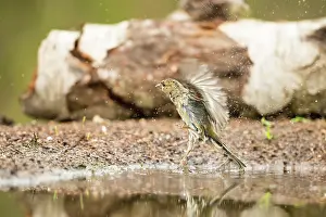 Lemelerberg: Common Chaffinch