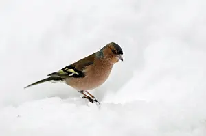 Songird: Common Chaffinch