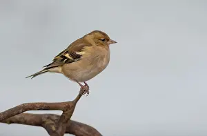 Fringilla: Common Chaffinch