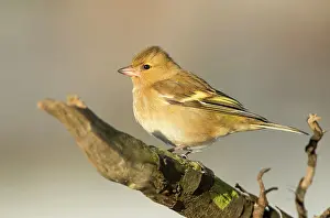 Fringilla: Common Chaffinch