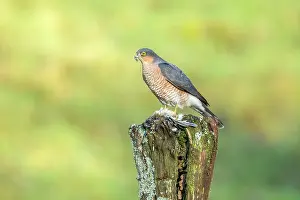 Fringilla: Common Chaffinch