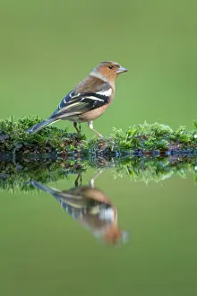 Fringilla: Common Chaffinch