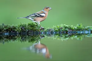 Fringilla: Common Chaffinch