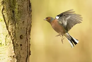 Fringilla: Common Chaffinch
