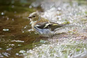 Fringilla: Common Chaffinch