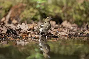 Passereau: COMMON CHAFFINCH