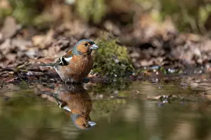 Passereau: COMMON CHAFFINCH
