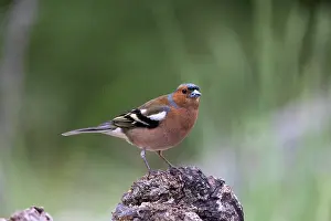 Passereau: COMMON CHAFFINCH