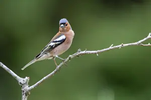 Passereau: COMMON CHAFFINCH