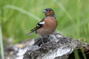 Passereau: COMMON CHAFFINCH