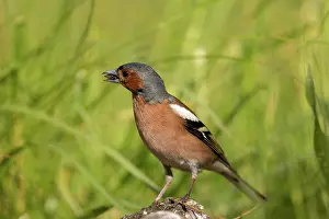 Passereau: COMMON CHAFFINCH
