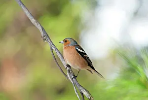 Prior: Common Chaffinch - adult male - territorial behaviour