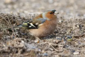 Chaffinches: Common Chaffinch - feeding on field floor - Castilla