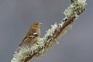 Chaffinches: Common Chaffinch female