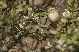 Chaffinches: Common Chaffinch - female perched on a branch
