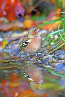 Fringilla: Common chaffinch (Fringilla coelebs), male reflected