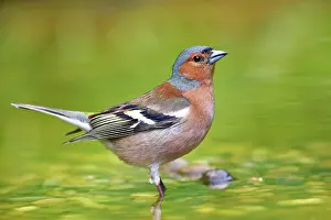 Fringilla: Common chaffinch (Fringilla coelebs), male standing