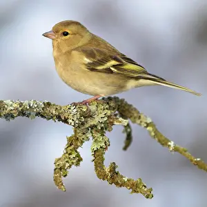 Fringilla: Common chaffinch (Fringilla coelebs), female sitting