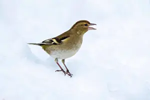Fringilla: Common chaffinch (Fringilla coelebs), female, sitting