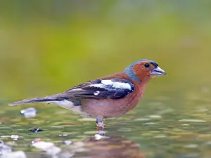Finch: Common chaffinch (Fringilla coelebs), male standing