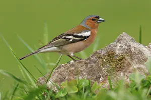 Brais Seara Fernandez: Common Chaffinch (Fringilla coelebs) - adult male