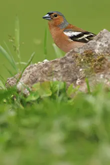 Brais Seara Fernandez: Common Chaffinch (Fringilla coelebs) - adult male