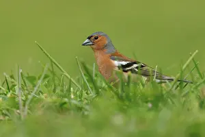 Brais Seara Fernandez: Common Chaffinch (Fringilla coelebs) - adult male