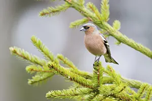 Finch: Common Chaffinch (Fringilla coelebs) male