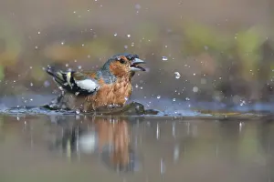 Bathing: Common Chaffinch (Fringilla coelebs) male bathing
