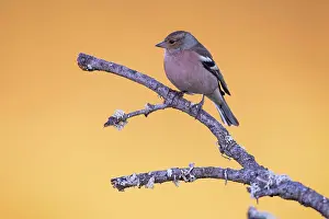 Fringilla: Common chaffinch (Fringilla coelebs) male, on branch