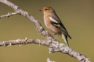 Finch: Common chaffinch (Fringilla coelebs) male, on branch
