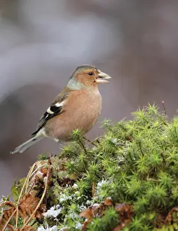 Fringilla: Common chaffinch (Fringilla coelebs) male feeding