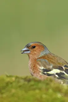 Wilden: Common chaffinch (Fringilla coelebs), male sitting