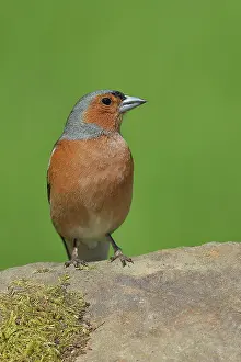 Finch: Common chaffinch (Fringilla coelebs), male sitting