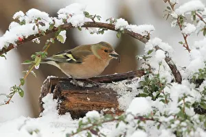 Fringilla: Common chaffinch (Fringilla coelebs) male in snow