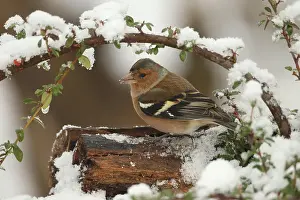 Fringilla: Common chaffinch (Fringilla coelebs) male in snow