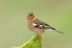 Grown: Common chaffinch (Fringilla coelebs), male (winter