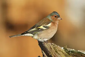 Fringilla: Common chaffinch (Fringilla coelebs) male at winter