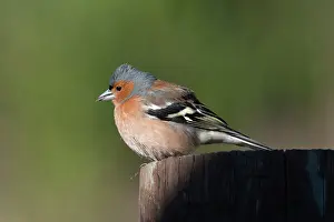 Finch: Common Chaffinch (Fringilla coelebs) on stump, Nelson